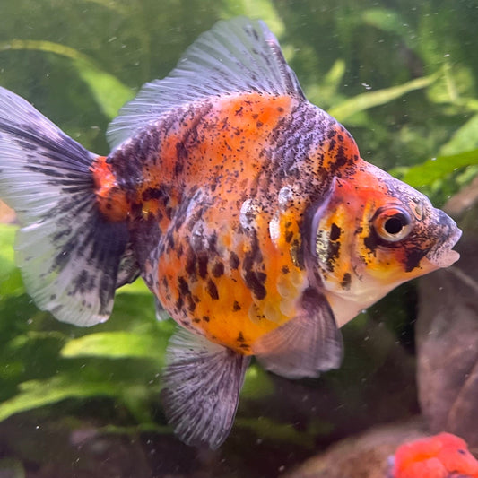 the-fish-farm Goldfish 9cm Ryukin Goldfish - Calico one only - 1 Buy Calico Ryukin Goldfish from The Fish Farm Australia
