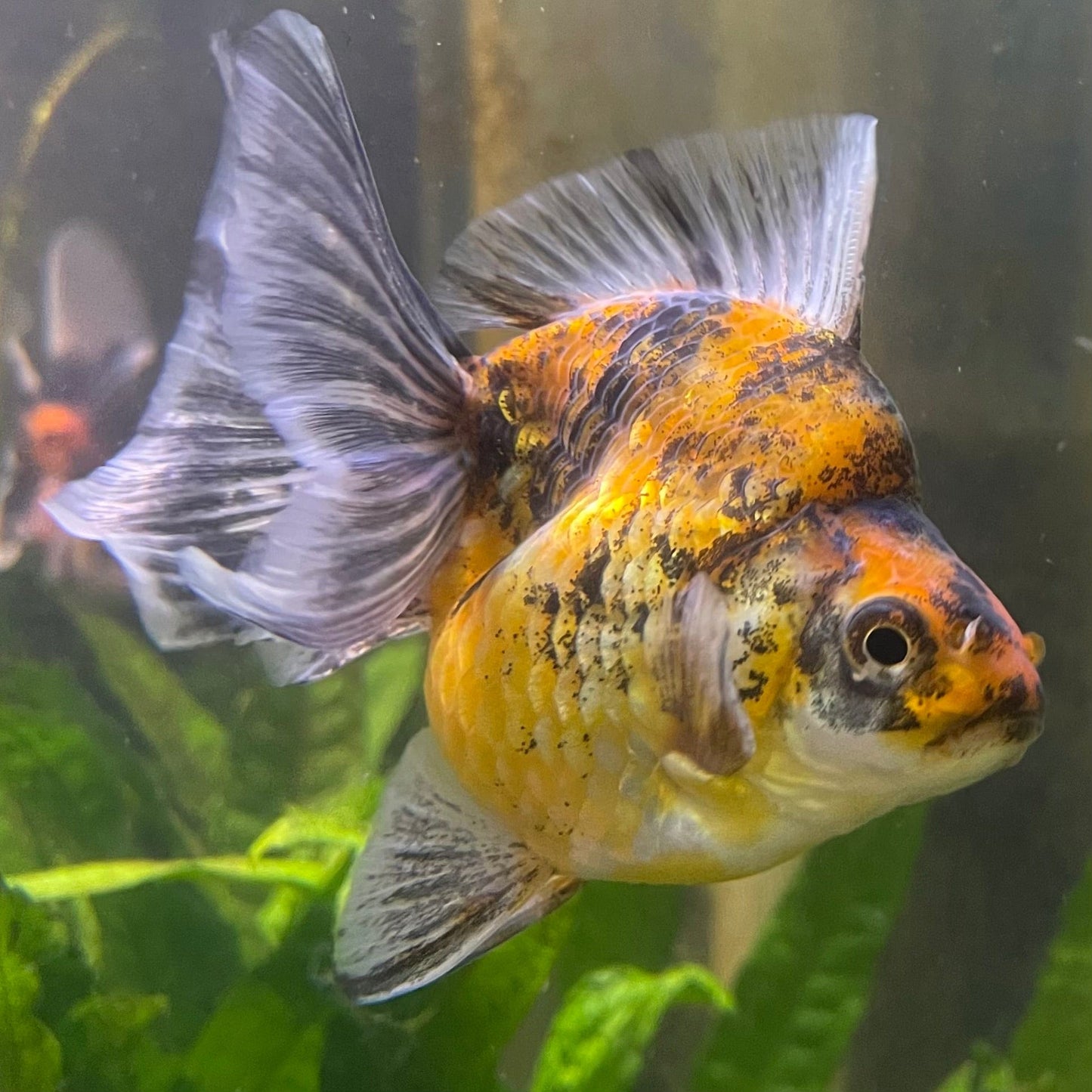 the-fish-farm Goldfish 9cm Ryukin Goldfish - Calico one only - 2 Buy Calico Ryukin Goldfish from The Fish Farm Australia