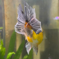 the-fish-farm Goldfish 9cm Ryukin Goldfish - Calico one only - 2 Buy Calico Ryukin Goldfish from The Fish Farm Australia