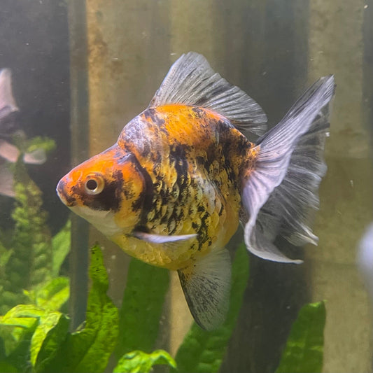 the-fish-farm Goldfish 9cm Ryukin Goldfish - Calico one only - 2 Buy Calico Ryukin Goldfish from The Fish Farm Australia