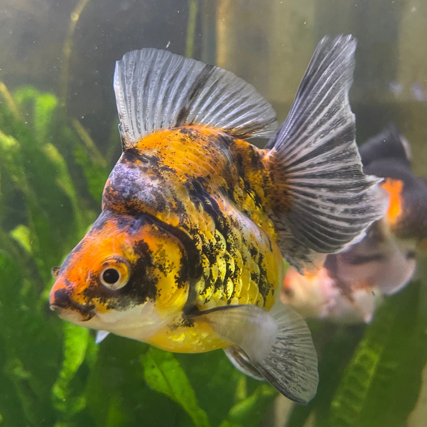 the-fish-farm Goldfish 9cm Ryukin Goldfish - Calico one only - 2 Buy Calico Ryukin Goldfish from The Fish Farm Australia