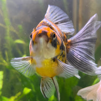 the-fish-farm Goldfish 9cm Ryukin Goldfish - Calico one only - 2 Buy Calico Ryukin Goldfish from The Fish Farm Australia