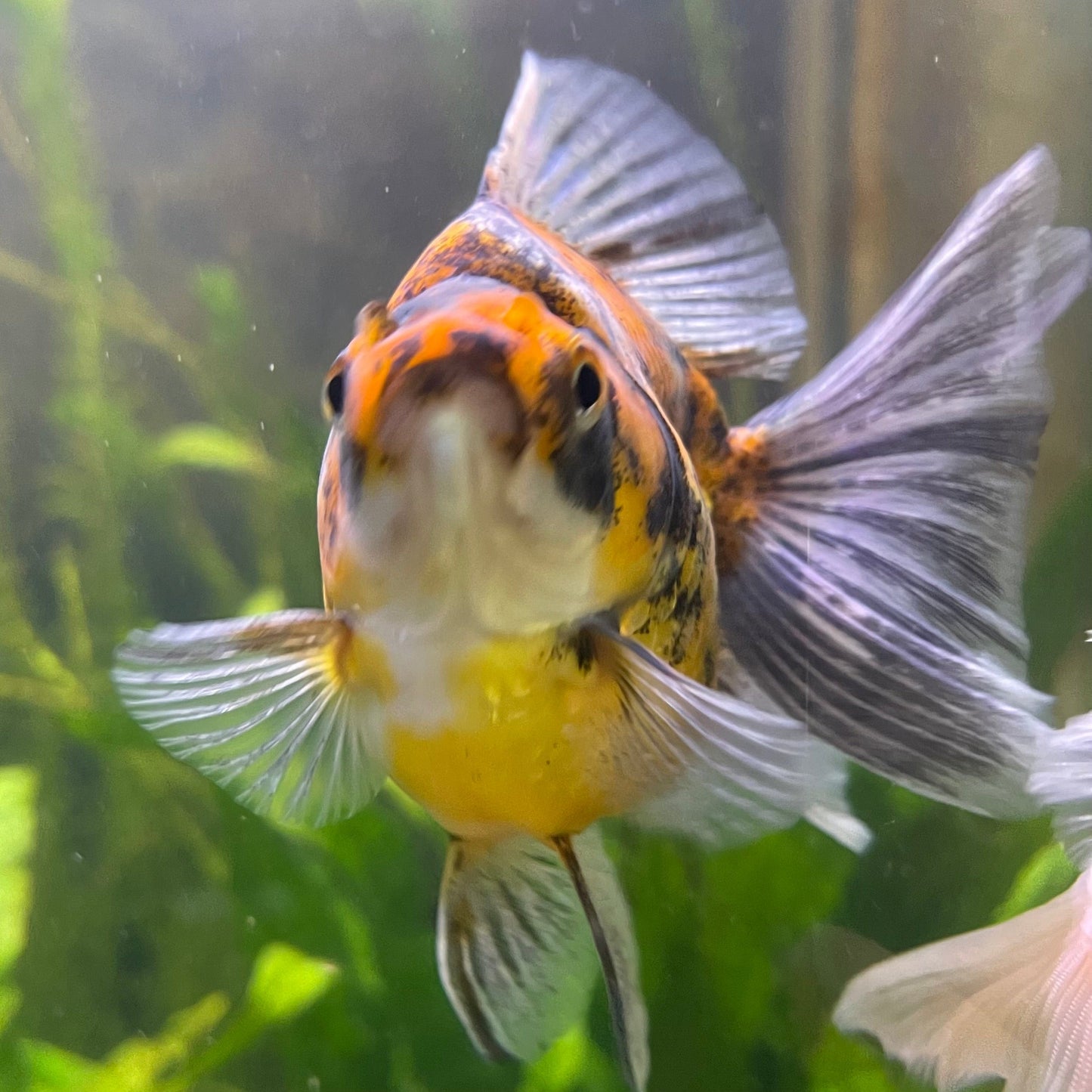 the-fish-farm Goldfish 9cm Ryukin Goldfish - Calico one only - 2 Buy Calico Ryukin Goldfish from The Fish Farm Australia