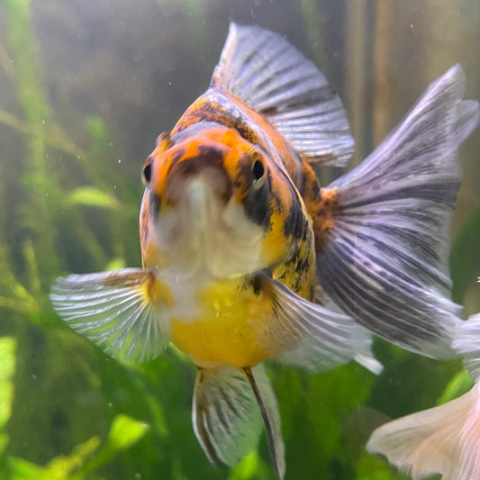 the-fish-farm Goldfish 9cm Ryukin Goldfish - Calico one only - 2 Buy Calico Ryukin Goldfish from The Fish Farm Australia