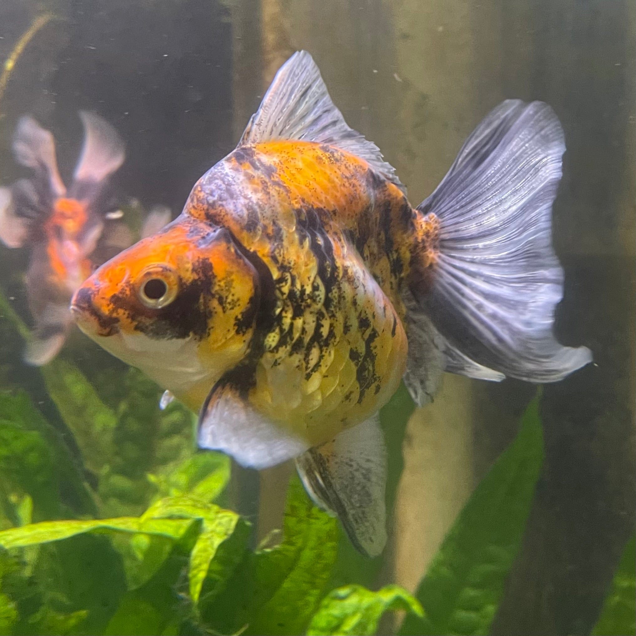 the-fish-farm Goldfish 9cm Ryukin Goldfish - Calico one only - 2 Buy Calico Ryukin Goldfish from The Fish Farm Australia