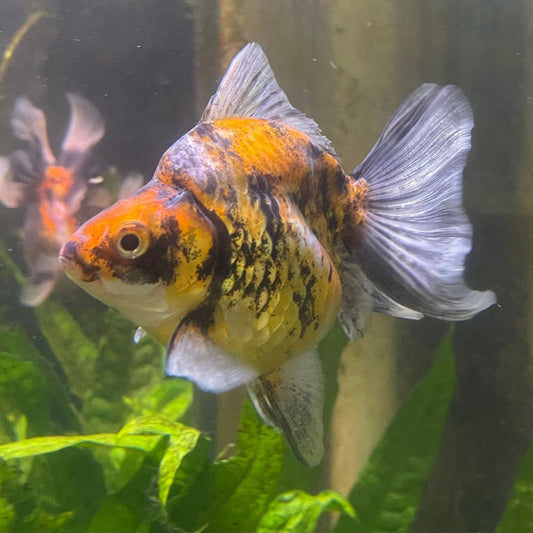 the-fish-farm Goldfish 9cm Ryukin Goldfish - Calico one only - 2 Buy Calico Ryukin Goldfish from The Fish Farm Australia