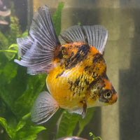 the-fish-farm Goldfish 9cm Ryukin Goldfish - Calico one only - 2 Buy Calico Ryukin Goldfish from The Fish Farm Australia