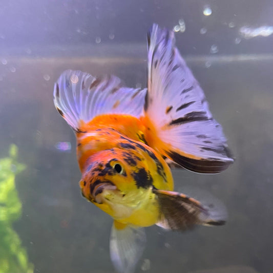 the-fish-farm Goldfish 9cm Ryukin Goldfish - Calico one only - 2 Buy Calico Ryukin Goldfish from The Fish Farm Australia