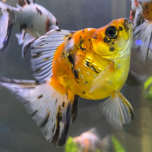the-fish-farm Goldfish 9cm Ryukin Goldfish - Calico one only - 2 Buy Calico Ryukin Goldfish from The Fish Farm Australia