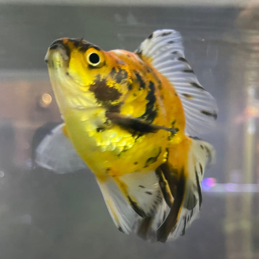 the-fish-farm Goldfish 9cm Ryukin Goldfish - Calico one only - 2 Buy Calico Ryukin Goldfish from The Fish Farm Australia