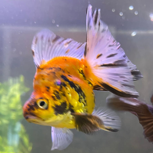 the-fish-farm Goldfish 9cm Ryukin Goldfish - Calico one only - 2 Buy Calico Ryukin Goldfish from The Fish Farm Australia