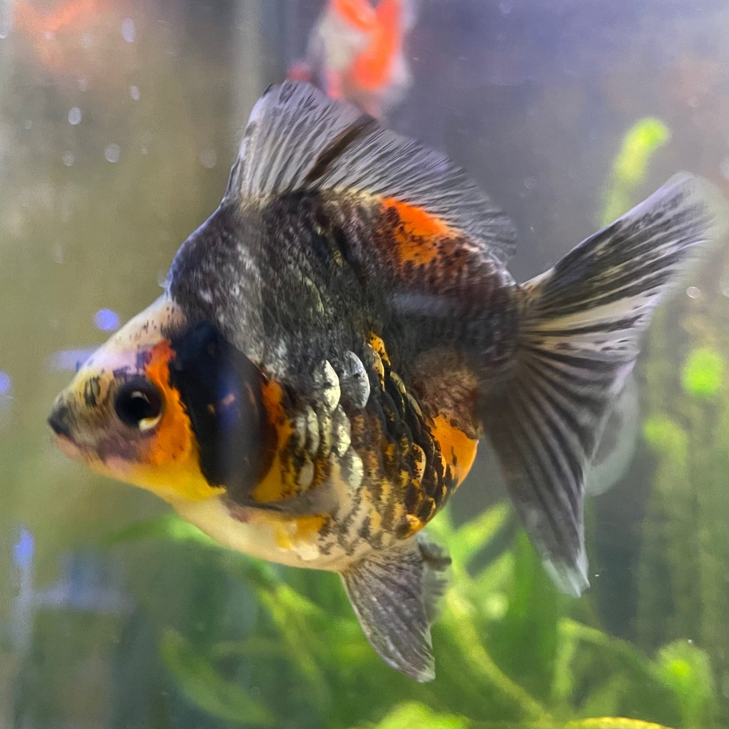 the-fish-farm Goldfish 9cm Ryukin Goldfish - Calico one only - 3 Buy Calico Ryukin Goldfish from The Fish Farm Australia