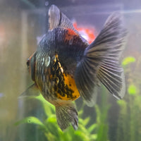 the-fish-farm Goldfish 9cm Ryukin Goldfish - Calico one only - 3 Buy Calico Ryukin Goldfish from The Fish Farm Australia