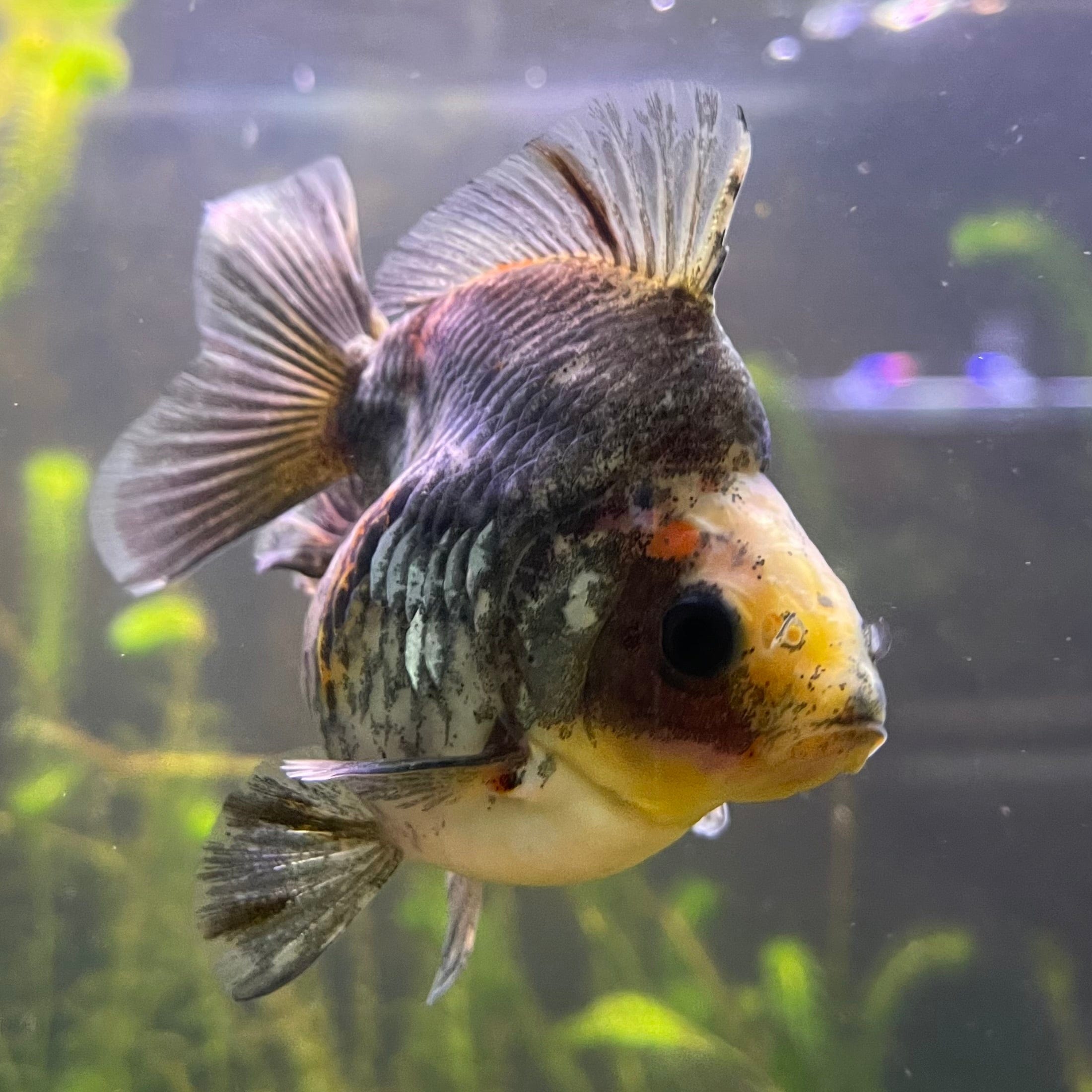 the-fish-farm Goldfish 9cm Ryukin Goldfish - Calico one only - 3 Buy Calico Ryukin Goldfish from The Fish Farm Australia