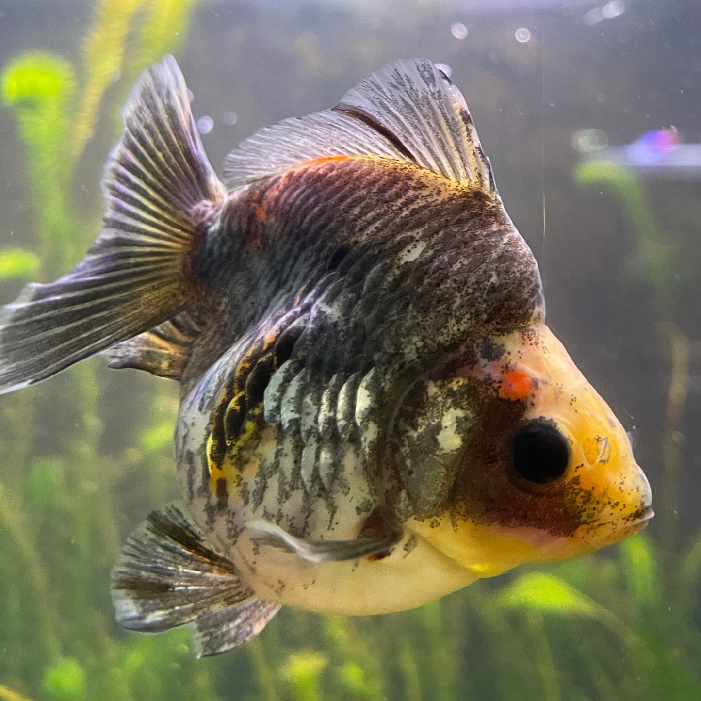 the-fish-farm Goldfish 9cm Ryukin Goldfish - Calico one only - 3 Buy Calico Ryukin Goldfish from The Fish Farm Australia