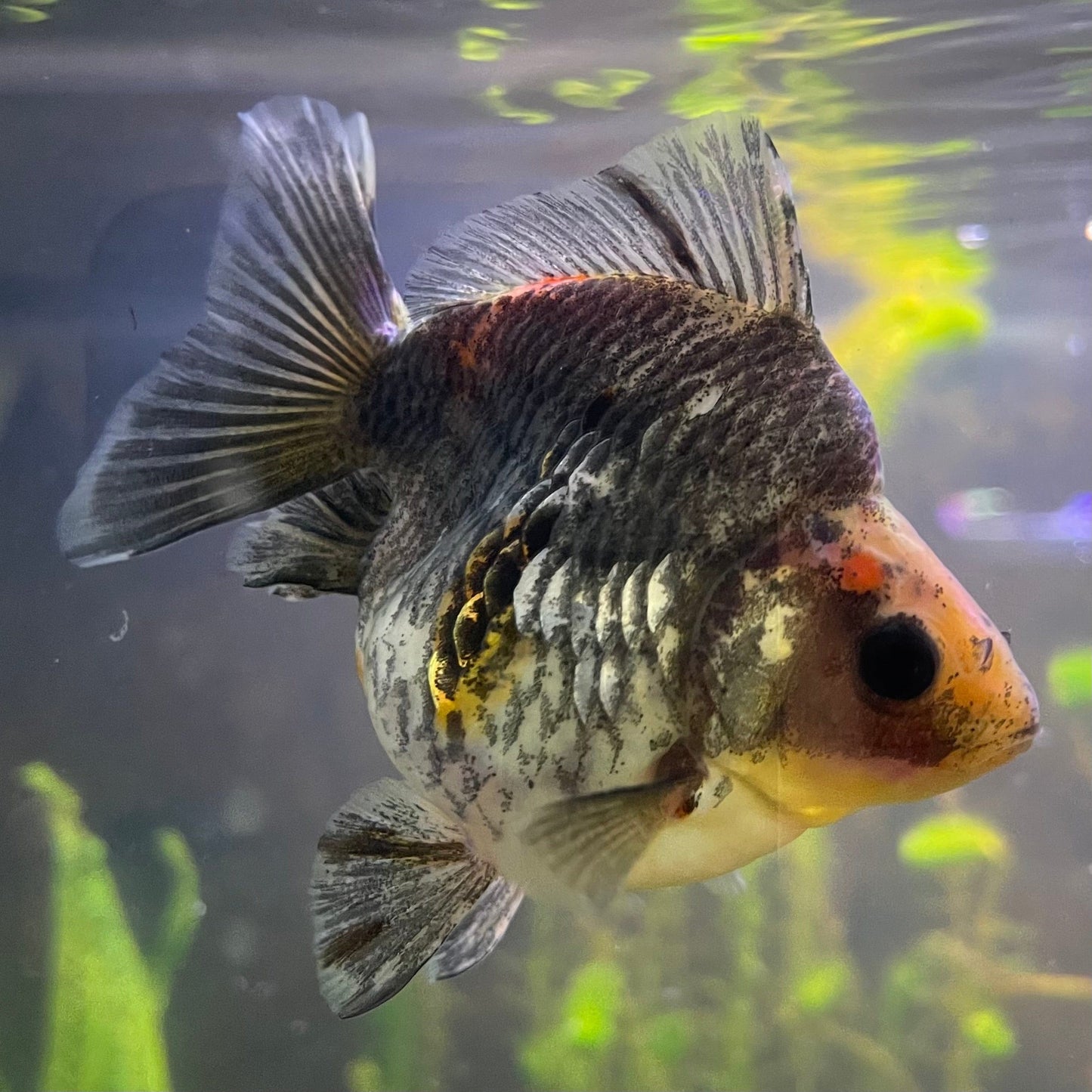 the-fish-farm Goldfish 9cm Ryukin Goldfish - Calico one only - 3 Buy Calico Ryukin Goldfish from The Fish Farm Australia