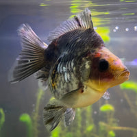the-fish-farm Goldfish 9cm Ryukin Goldfish - Calico one only - 3 Buy Calico Ryukin Goldfish from The Fish Farm Australia