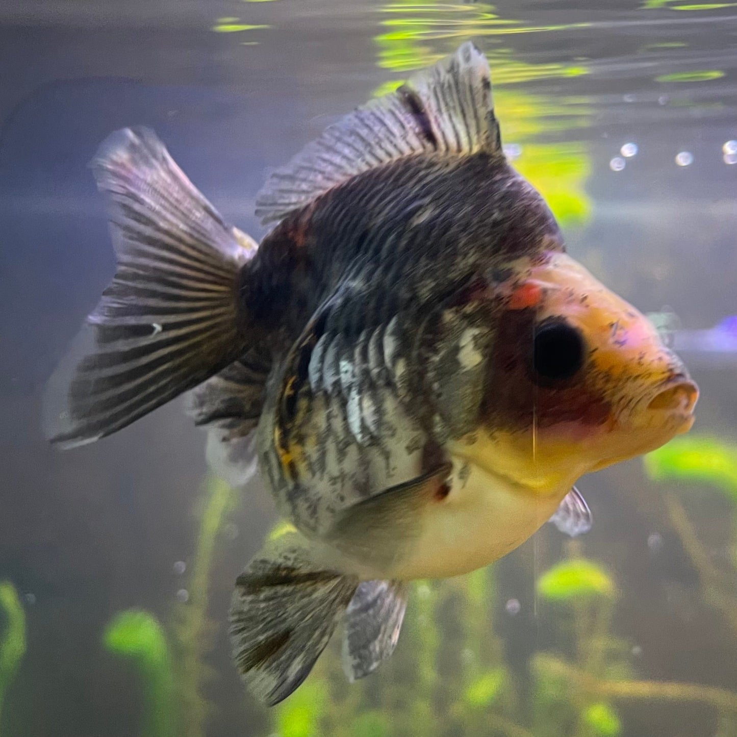 the-fish-farm Goldfish 9cm Ryukin Goldfish - Calico one only - 3 Buy Calico Ryukin Goldfish from The Fish Farm Australia