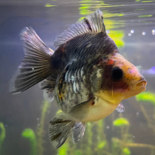 the-fish-farm Goldfish 9cm Ryukin Goldfish - Calico one only - 3 Buy Calico Ryukin Goldfish from The Fish Farm Australia