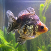 the-fish-farm Goldfish 9cm Ryukin Goldfish - Calico one only - 3 Buy Calico Ryukin Goldfish from The Fish Farm Australia