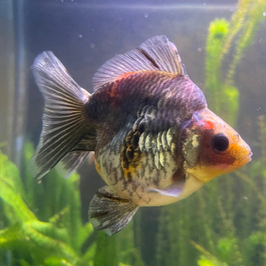 the-fish-farm Goldfish 9cm Ryukin Goldfish - Calico one only - 3 Buy Calico Ryukin Goldfish from The Fish Farm Australia