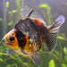 the-fish-farm Goldfish 9cm Ryukin Goldfish - Calico one only - 3 Buy Calico Ryukin Goldfish from The Fish Farm Australia