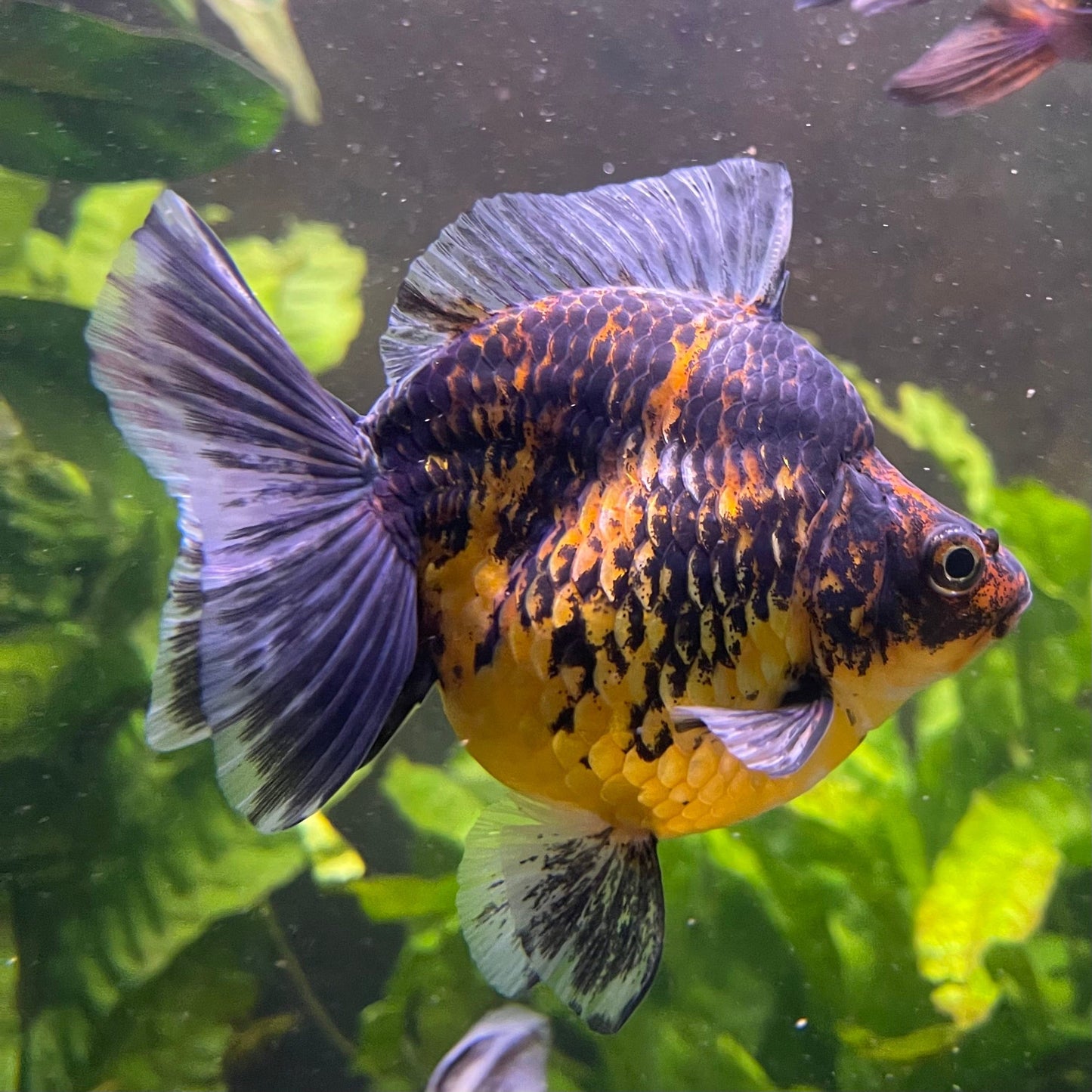 the-fish-farm Goldfish 9cm Ryukin Goldfish - Calico one only - 3 Buy Calico Ryukin Goldfish from The Fish Farm Australia