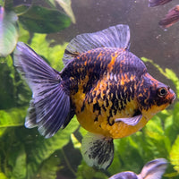 the-fish-farm Goldfish 9cm Ryukin Goldfish - Calico one only - 3 Buy Calico Ryukin Goldfish from The Fish Farm Australia