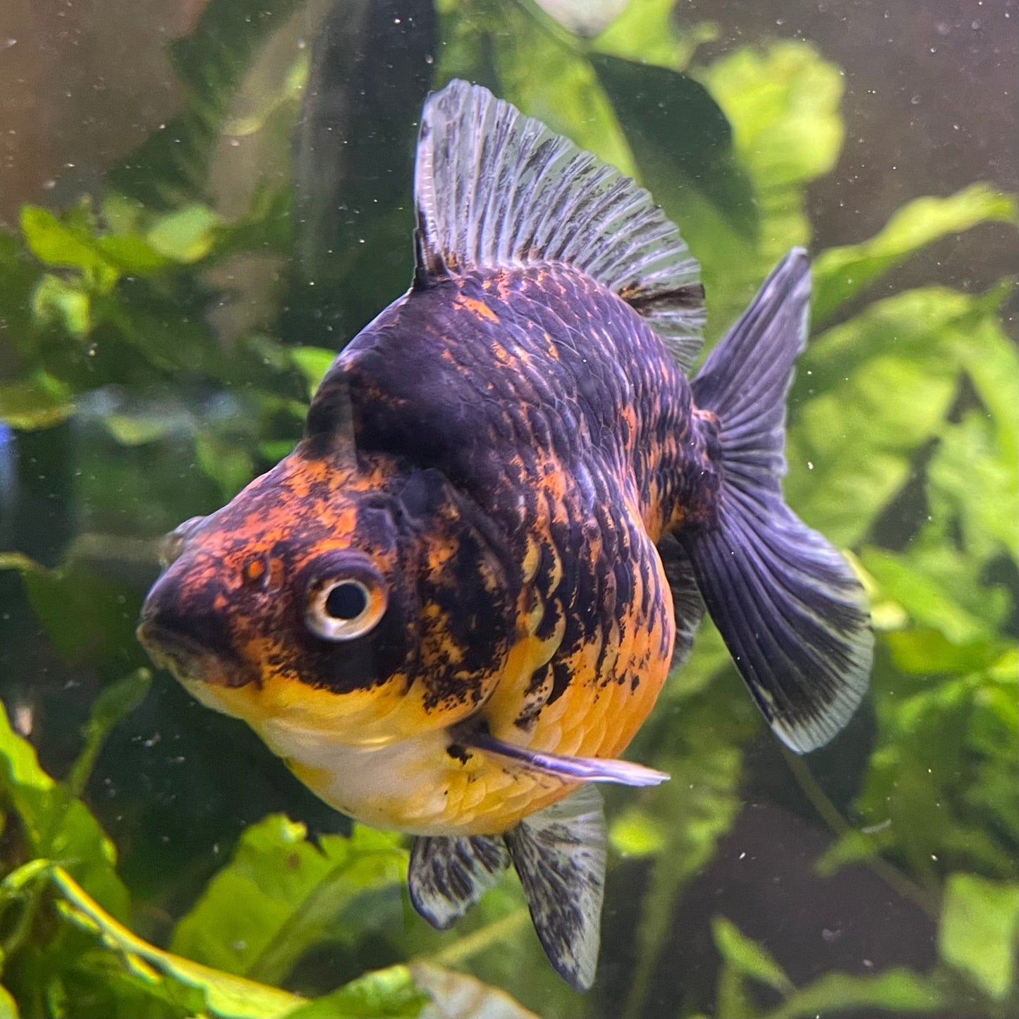 the-fish-farm Goldfish 9cm Ryukin Goldfish - Calico one only - 3 Buy Calico Ryukin Goldfish from The Fish Farm Australia