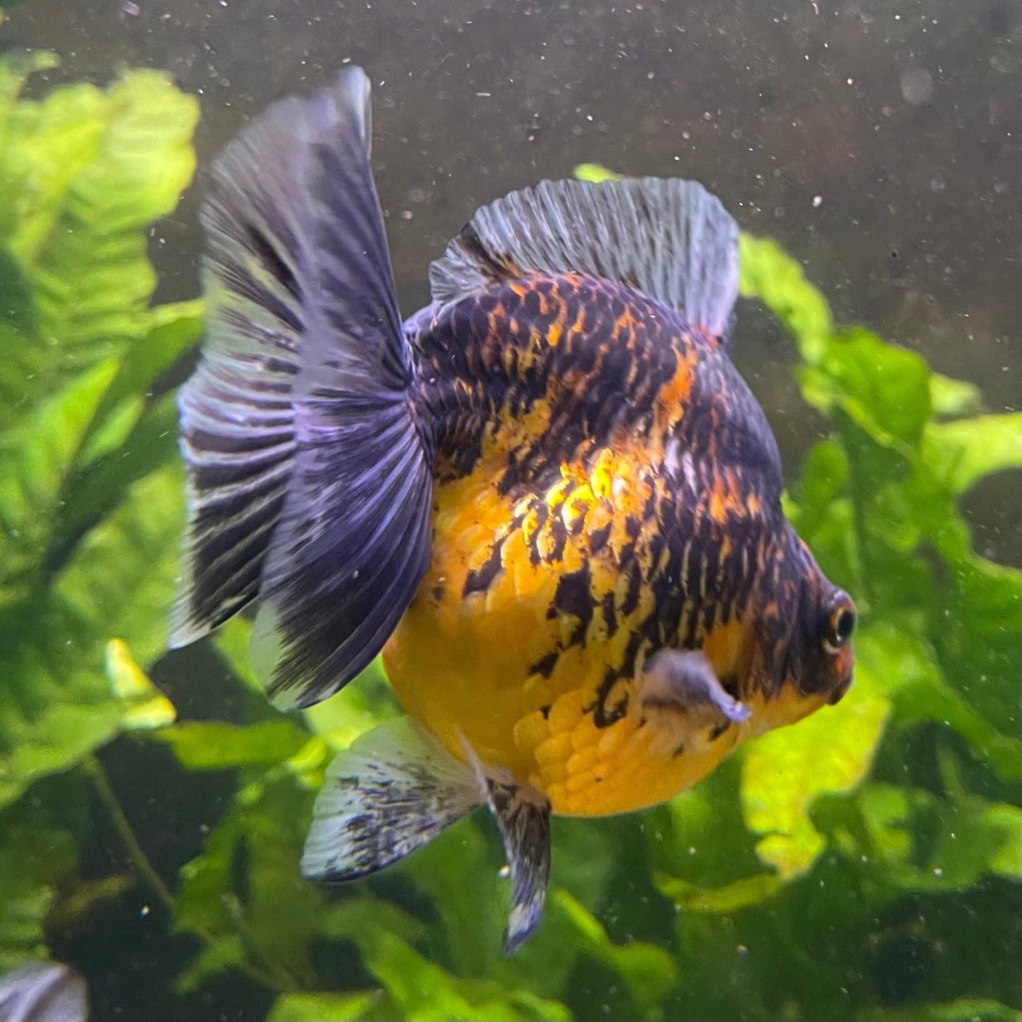 the-fish-farm Goldfish 9cm Ryukin Goldfish - Calico one only - 3 Buy Calico Ryukin Goldfish from The Fish Farm Australia