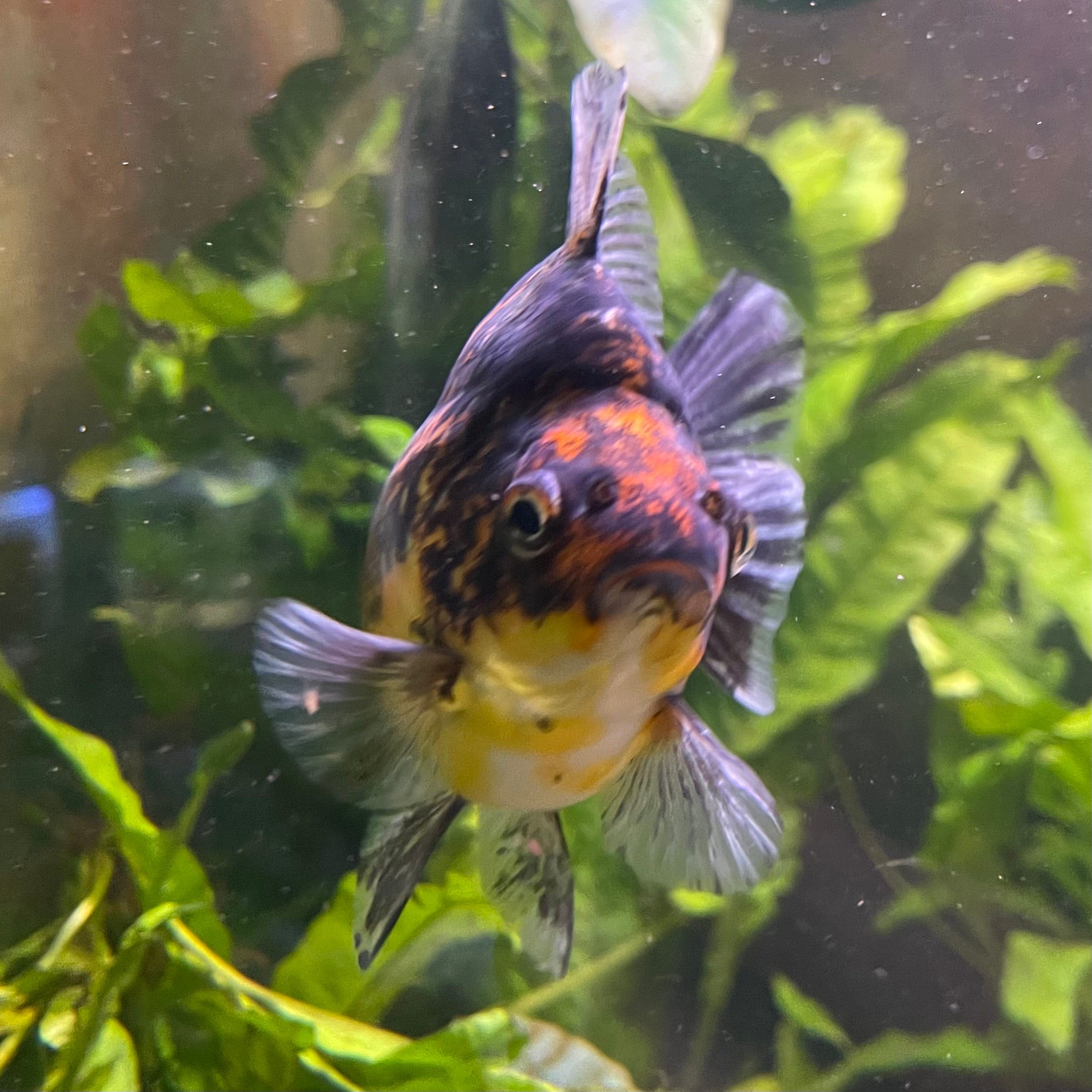 the-fish-farm Goldfish 9cm Ryukin Goldfish - Calico one only - 3 Buy Calico Ryukin Goldfish from The Fish Farm Australia