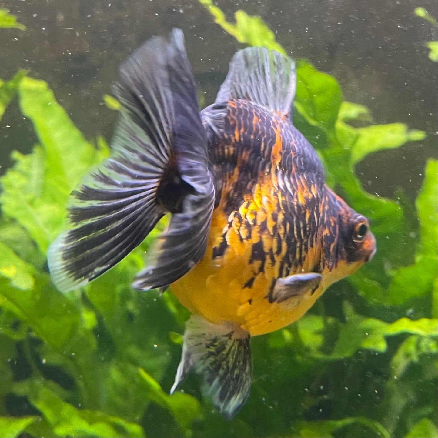 the-fish-farm Goldfish 9cm Ryukin Goldfish - Calico one only - 3 Buy Calico Ryukin Goldfish from The Fish Farm Australia