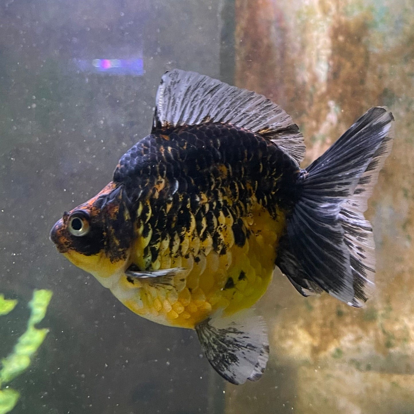 the-fish-farm Goldfish 9cm Ryukin Goldfish - Calico one only - 3 Buy Calico Ryukin Goldfish from The Fish Farm Australia