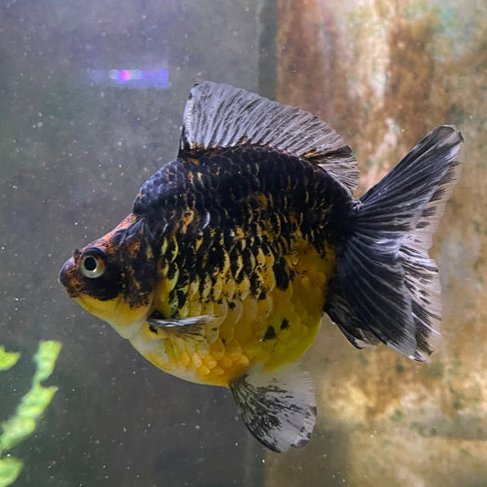 the-fish-farm Goldfish 9cm Ryukin Goldfish - Calico one only - 3 Buy Calico Ryukin Goldfish from The Fish Farm Australia