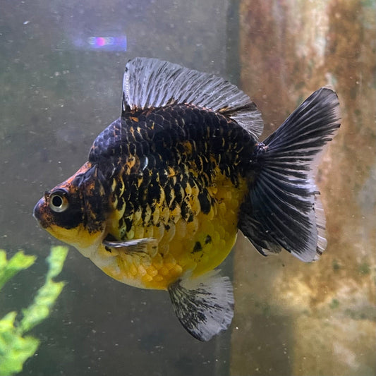 the-fish-farm Goldfish 9cm Ryukin Goldfish - Calico one only - 3 Buy Calico Ryukin Goldfish from The Fish Farm Australia