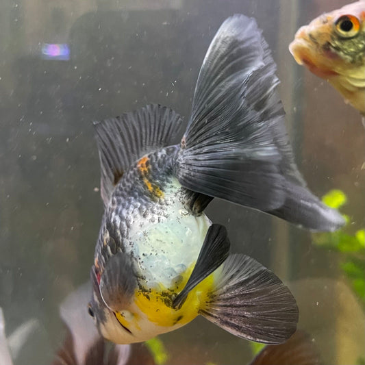 the-fish-farm Goldfish 9cm Ryukin Goldfish - Calico one only - 3 Buy Calico Ryukin Goldfish from The Fish Farm Australia