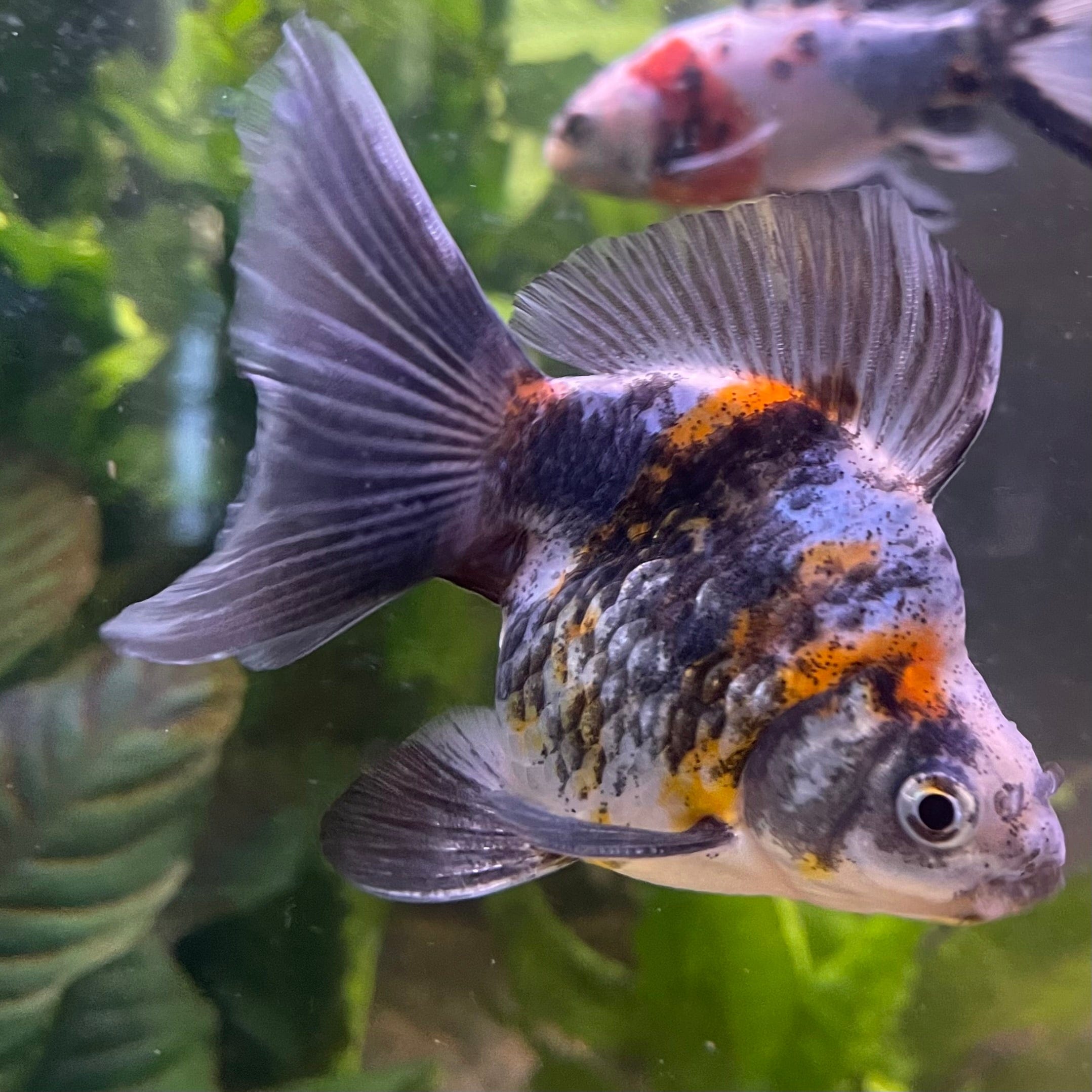 the-fish-farm Goldfish 9cm Ryukin Goldfish - Calico one only - 3 Buy Calico Ryukin Goldfish from The Fish Farm Australia