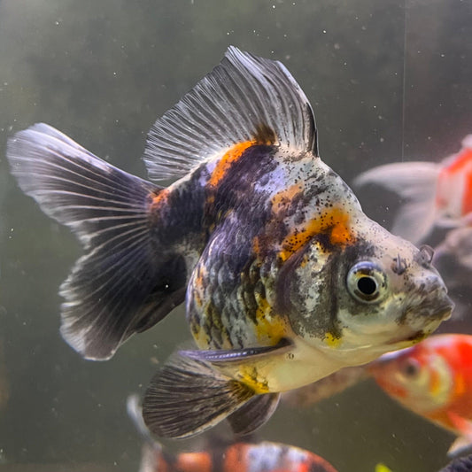 the-fish-farm Goldfish 9cm Ryukin Goldfish - Calico one only - 3 Buy Calico Ryukin Goldfish from The Fish Farm Australia