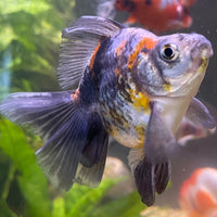 the-fish-farm Goldfish 9cm Ryukin Goldfish - Calico one only - 3 Buy Calico Ryukin Goldfish from The Fish Farm Australia