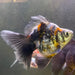 the-fish-farm Goldfish 9cm Ryukin Goldfish - Calico one only - 3 Buy Calico Ryukin Goldfish from The Fish Farm Australia