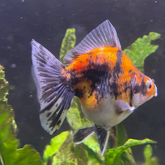 the-fish-farm Goldfish 9cm Ryukin Goldfish - Calico one only - 3 Buy Calico Ryukin Goldfish from The Fish Farm Australia