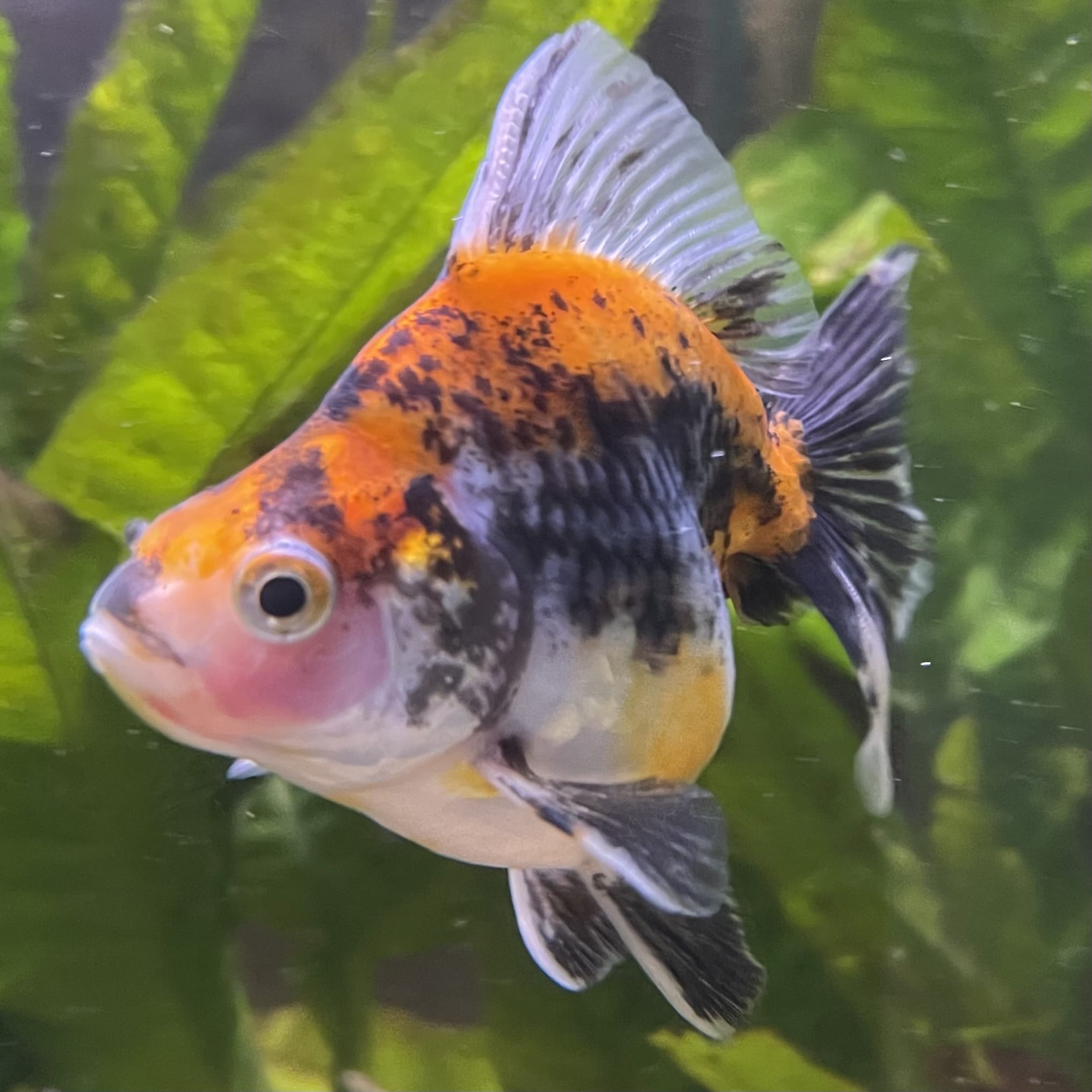 the-fish-farm Goldfish 9cm Ryukin Goldfish - Calico one only - 3 Buy Calico Ryukin Goldfish from The Fish Farm Australia