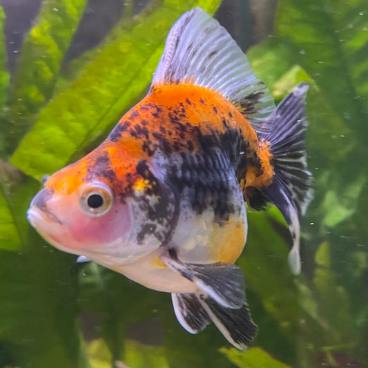 the-fish-farm Goldfish 9cm Ryukin Goldfish - Calico one only - 3 Buy Calico Ryukin Goldfish from The Fish Farm Australia