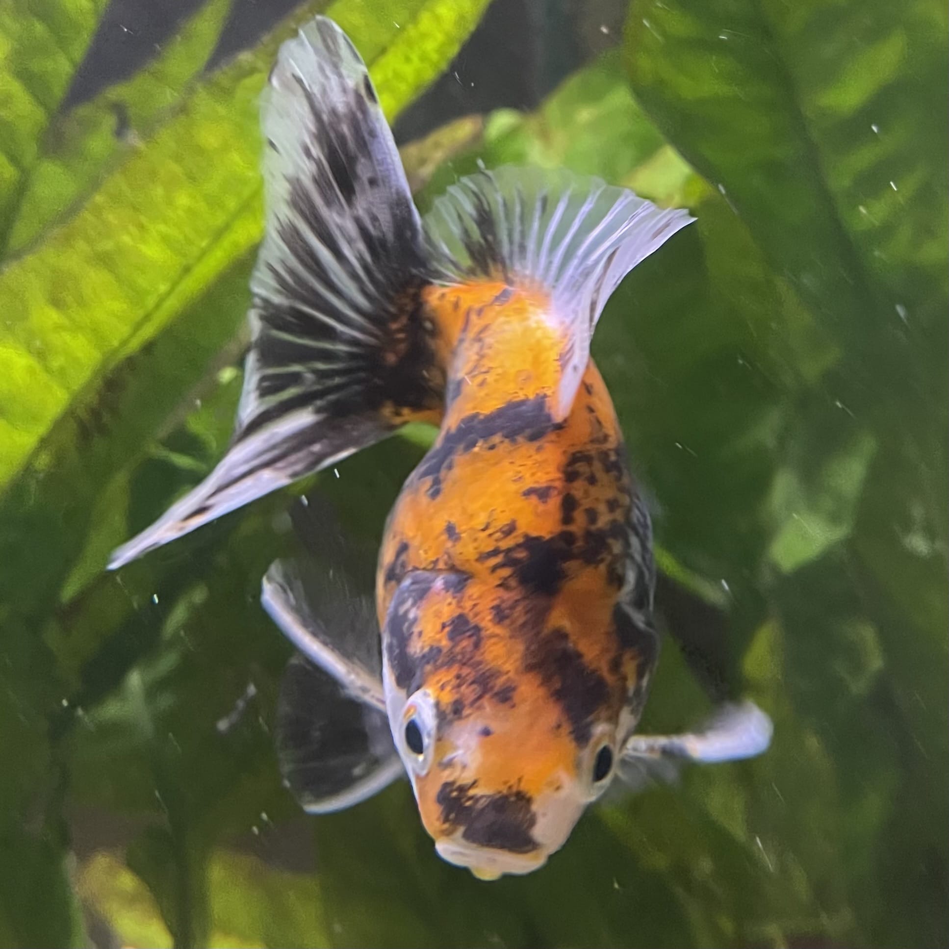 the-fish-farm Goldfish 9cm Ryukin Goldfish - Calico one only - 3 Buy Calico Ryukin Goldfish from The Fish Farm Australia