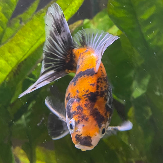 the-fish-farm Goldfish 9cm Ryukin Goldfish - Calico one only - 3 Buy Calico Ryukin Goldfish from The Fish Farm Australia