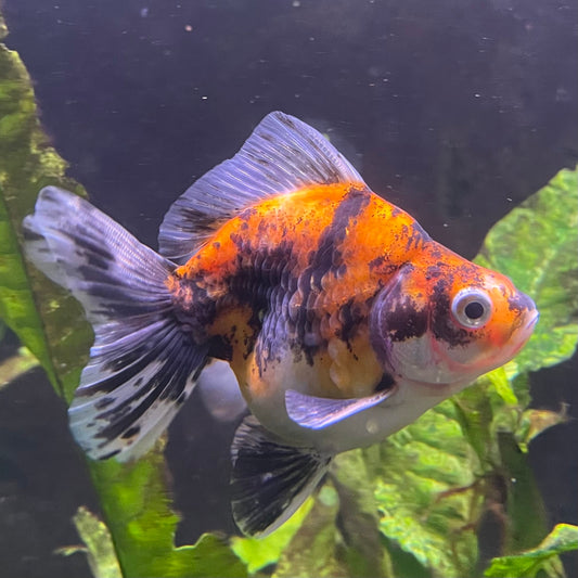 the-fish-farm Goldfish 9cm Ryukin Goldfish - Calico one only - 3 Buy Calico Ryukin Goldfish from The Fish Farm Australia