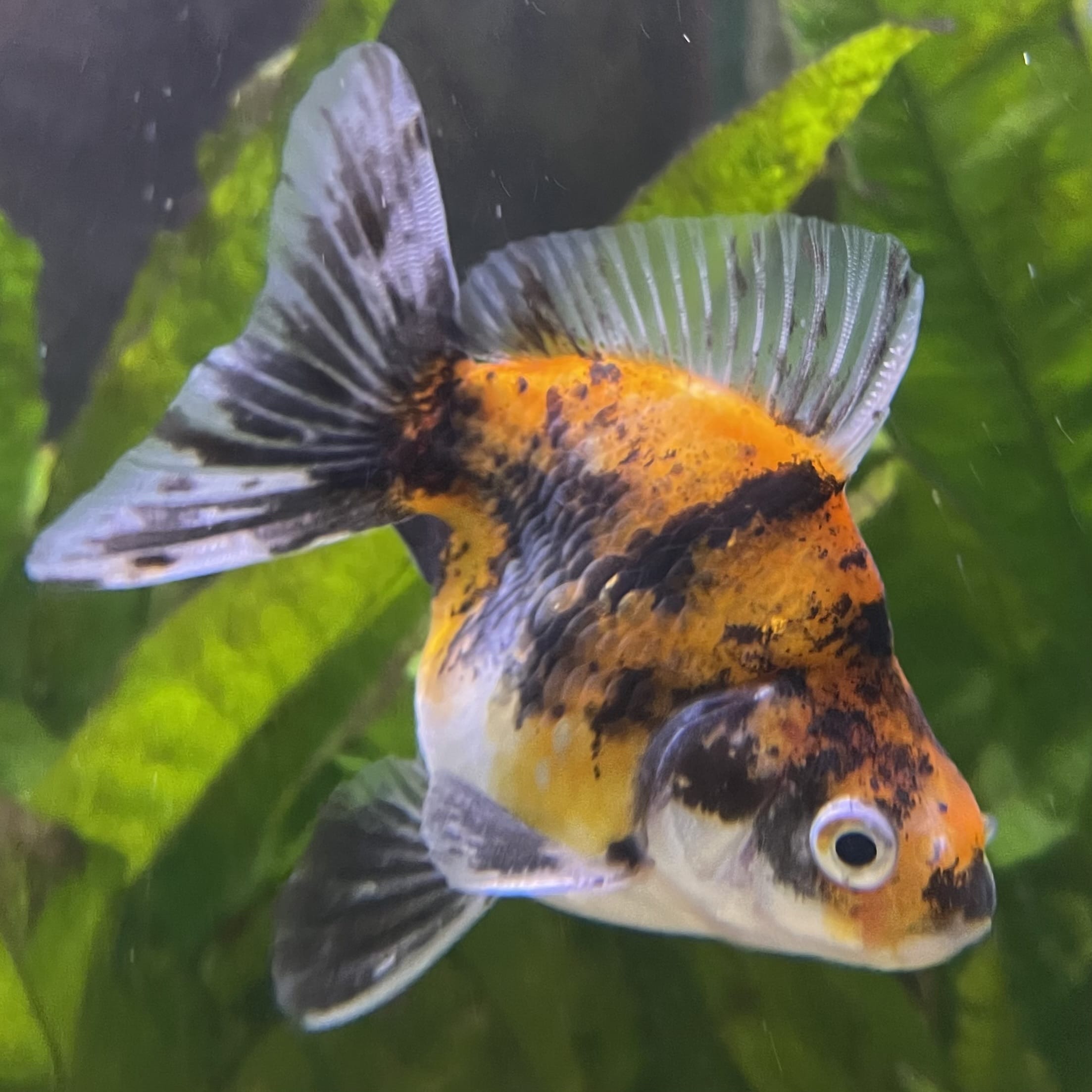 the-fish-farm Goldfish 9cm Ryukin Goldfish - Calico one only - 3 Buy Calico Ryukin Goldfish from The Fish Farm Australia
