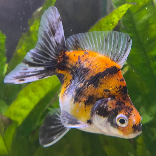 the-fish-farm Goldfish 9cm Ryukin Goldfish - Calico one only - 3 Buy Calico Ryukin Goldfish from The Fish Farm Australia