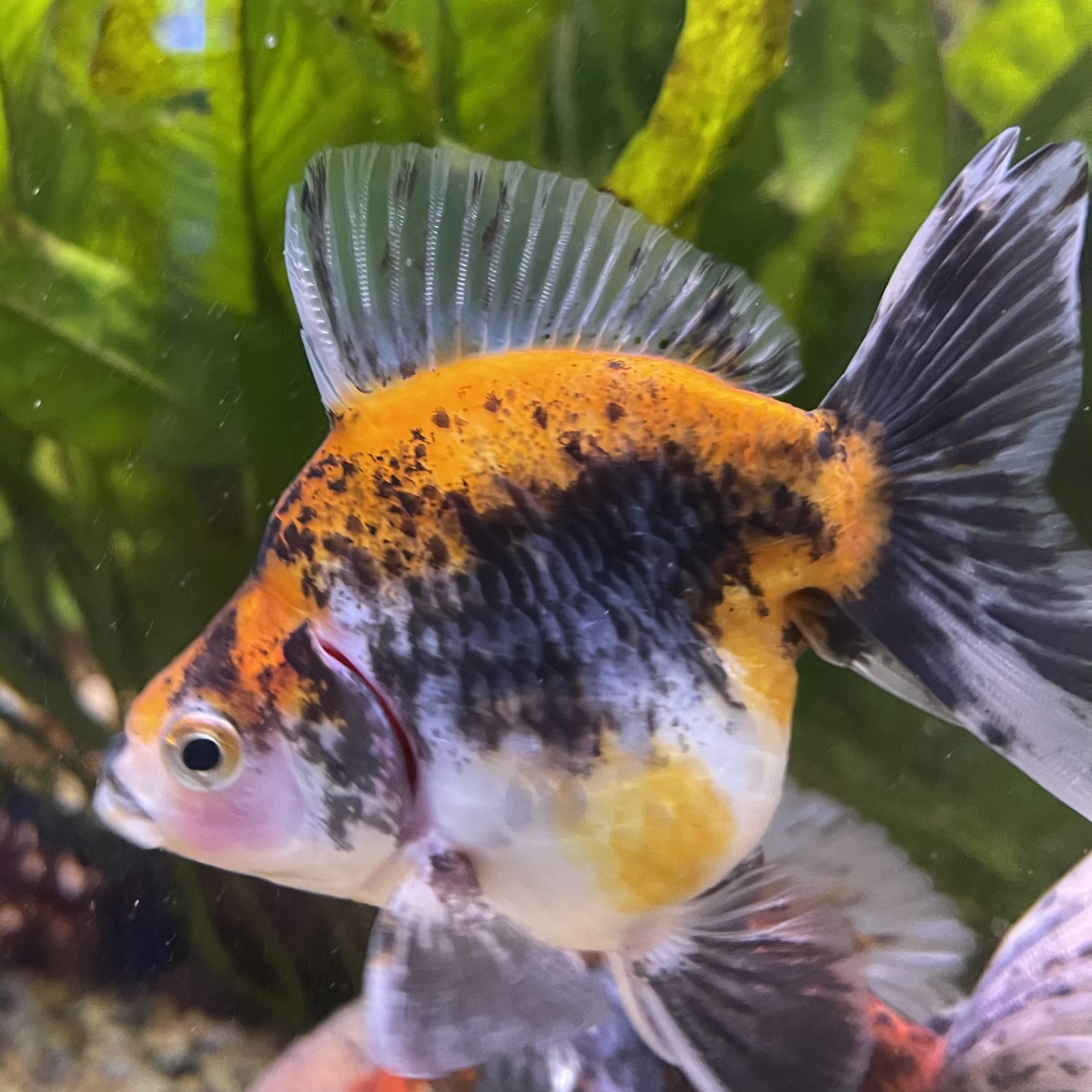 the-fish-farm Goldfish 9cm Ryukin Goldfish - Calico one only - 3 Buy Calico Ryukin Goldfish from The Fish Farm Australia