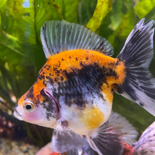 the-fish-farm Goldfish 9cm Ryukin Goldfish - Calico one only - 3 Buy Calico Ryukin Goldfish from The Fish Farm Australia
